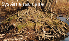 Système-racinaire-Syndicat-Vallée-Vézère-Dordogne